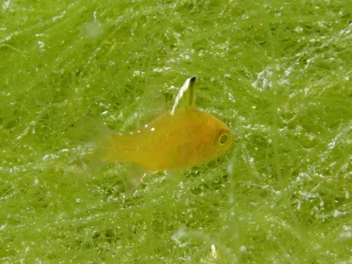 Ostorhinchus hoevenii observed 2026-09-11
