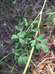 Thalictrum petaloideum
