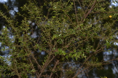 Podolobium aciculiferum