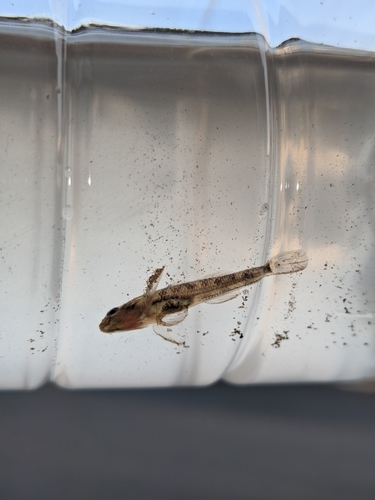 Clifford Pope's Goby