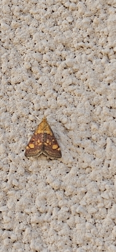 Mint Moth