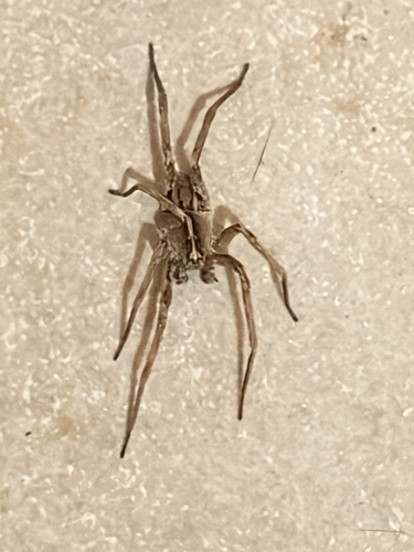 Centroctenus brevipes