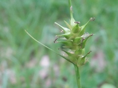 Carex michelii