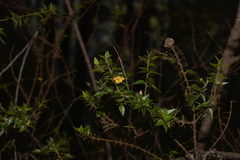 Podolobium aciculiferum