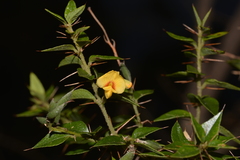 Podolobium aciculiferum