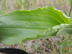 Plantago maxima