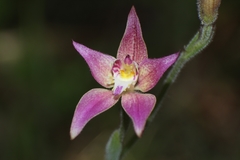 Caladenia × spectabilis