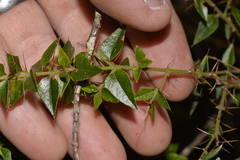 Podolobium aciculiferum