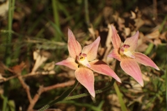 Caladenia × spectabilis
