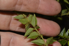 Podolobium aciculiferum