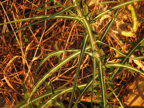 Lactuca saligna