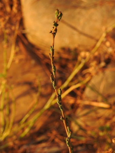 Lactuca saligna, photograph 1