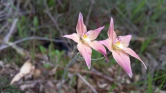 Caladenia × spectabilis