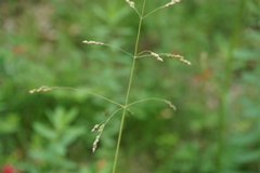 Milium vernale