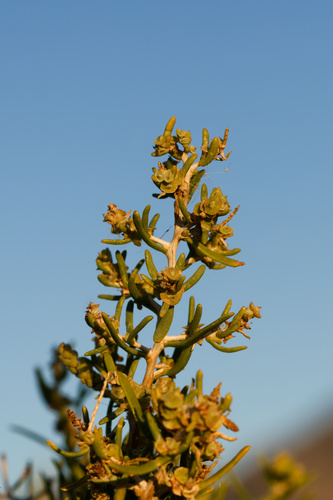 Sarcobatus vermiculatus