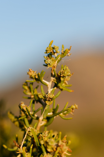 Sarcobatus vermiculatus, photograph 2