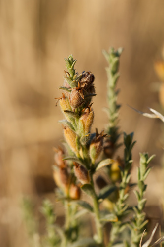 Cressa truxillensis, photograph 3