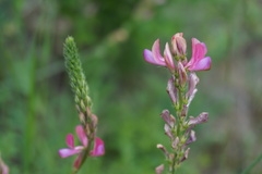Onobrychis cyri