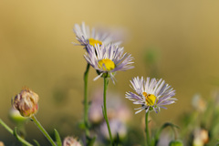 Erigeron divergens, photograph (c) Daughter Dad, some rights reserved (CC BY)