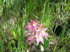 Caladenia × spectabilis