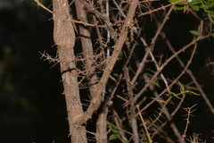 Podolobium aciculiferum