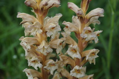 Orobanche lutea