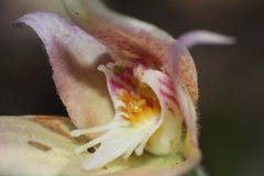 Caladenia × spectabilis