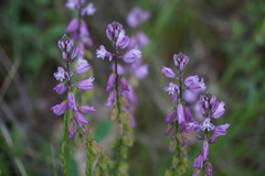 Polygala caucasica