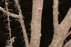 Podolobium aciculiferum