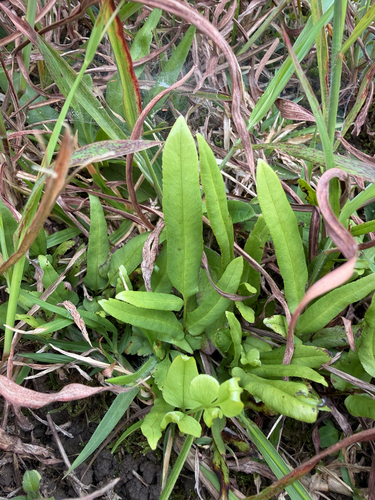 Lindsaea ensifolia observed 2026-09-12
