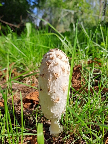 Shaggy Mane