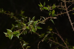 Podolobium aciculiferum