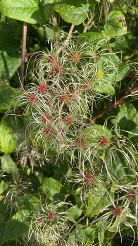 Old man's beard