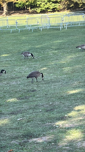 Canada Goose