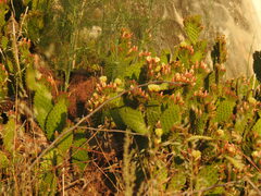 Opuntia puberula
