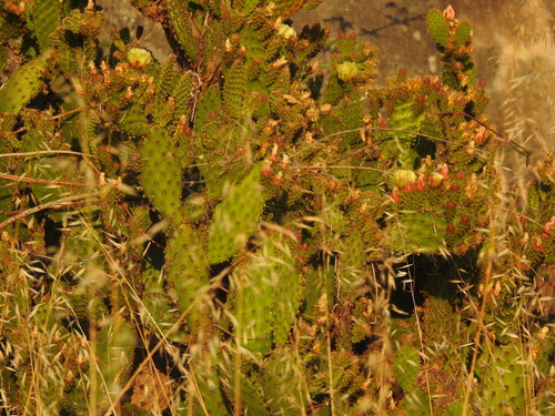 Opuntia puberula, photograph 1