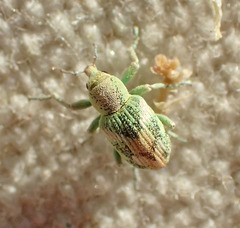 Coniatus splendidulus