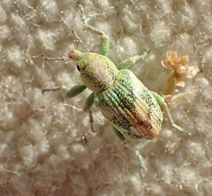 Coniatus splendidulus