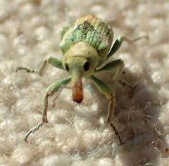 Coniatus splendidulus