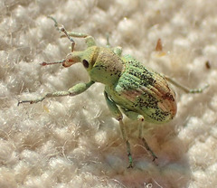 Coniatus splendidulus