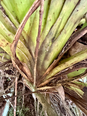 Astelia hastata, photograph (c) Tom Beard, some rights reserved (CC BY)