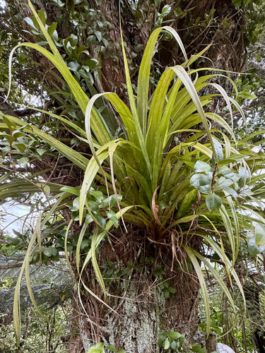 Astelia hastata