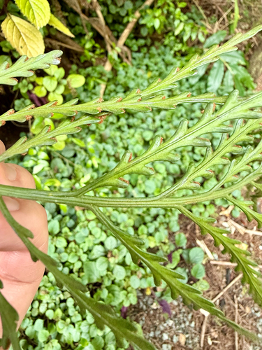 Asplenium flaccidum, photograph 6
