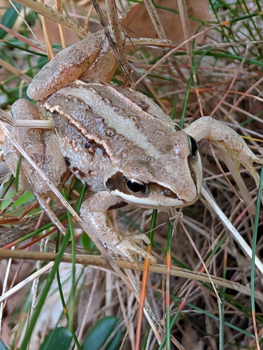 Moor Frog