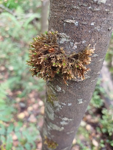 Lewinskya speciosa observed 2026-09-04