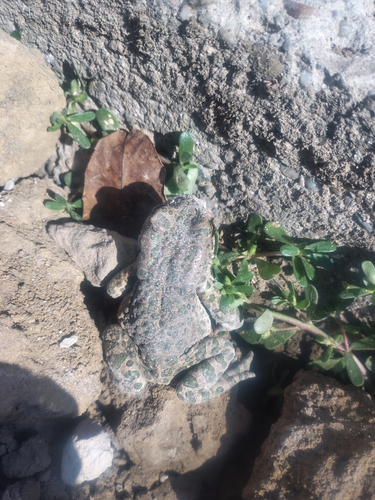 Green Toad
