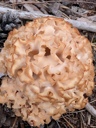 Cauliflower Fungus
