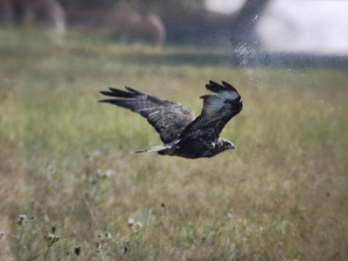 Common Buzzard
