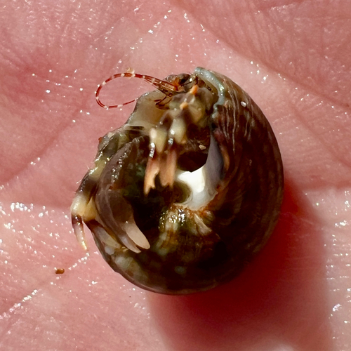 Pagurixus observed 2026-09-12