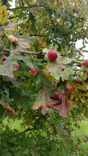 Cherry Gall Wasp